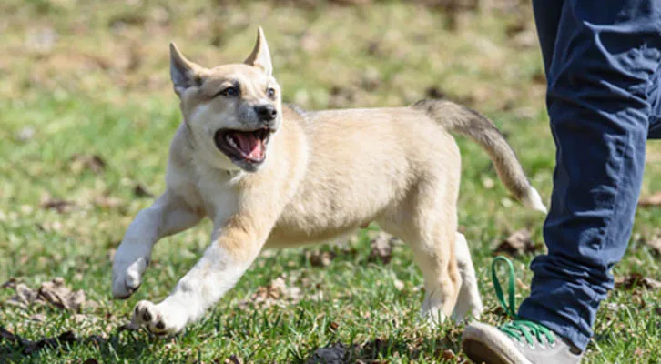 Dog running off leash, the little bugger